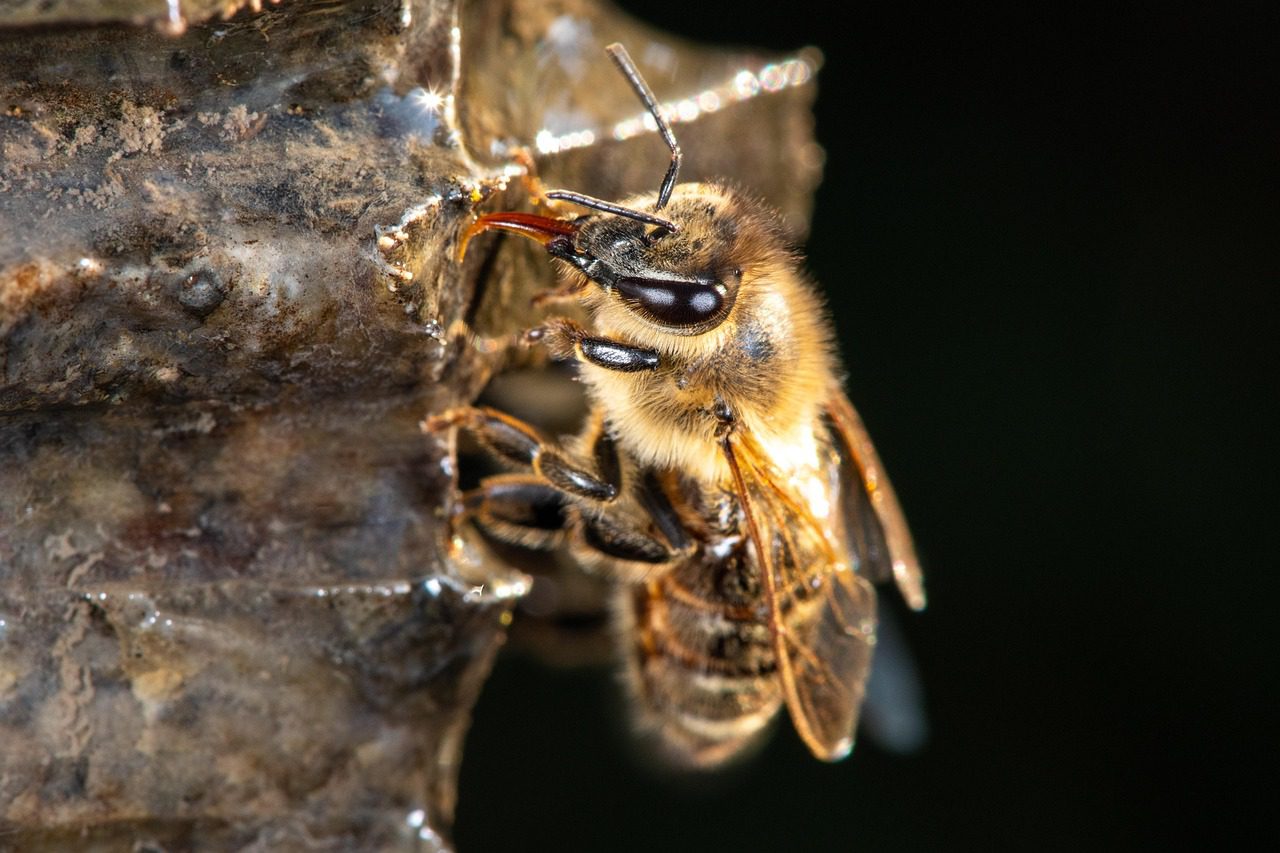 buzz house actori